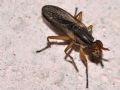 Limnia unguicornis